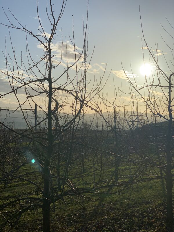 Apfelbaum, Februar, Sonnenaufgang